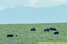 miusk oxen herd